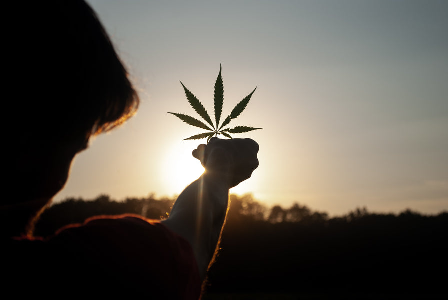 Common Myths About Cannabis Debunked: Separating Fact from Fiction